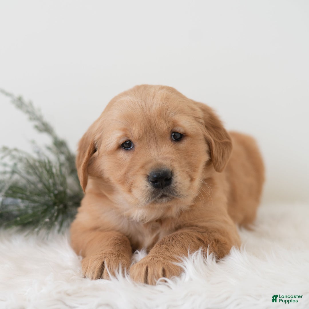 Golden Retriever dogs for sale: Paige  - Ad 3