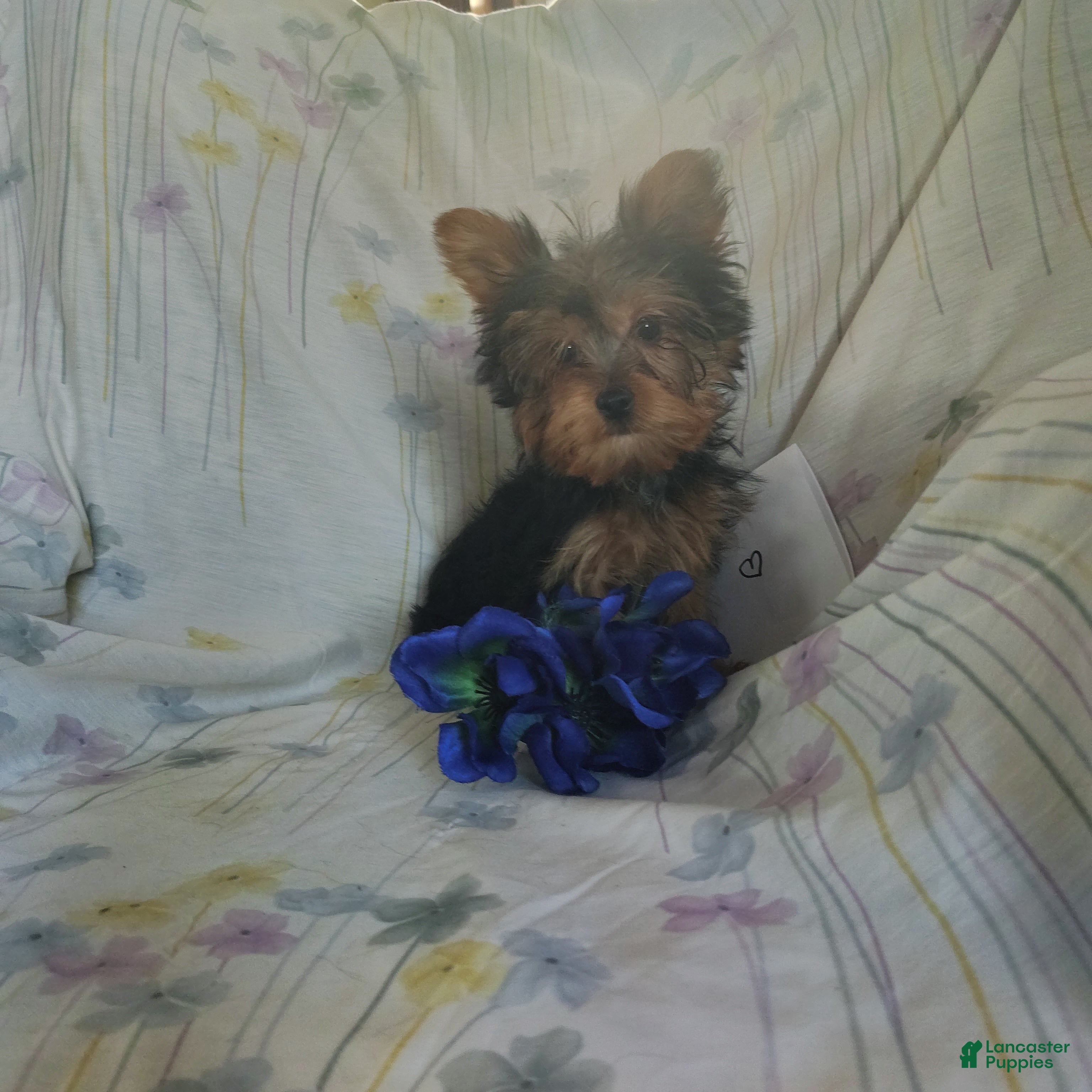 Yorkshire Terrier dogs Jude - Ad 3