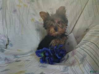 Yorkshire Terrier dogs Jude - Ad 1