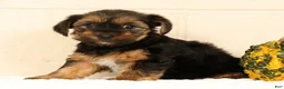 Yorkshire Terrier dogs for sale: Stella - Ad 5