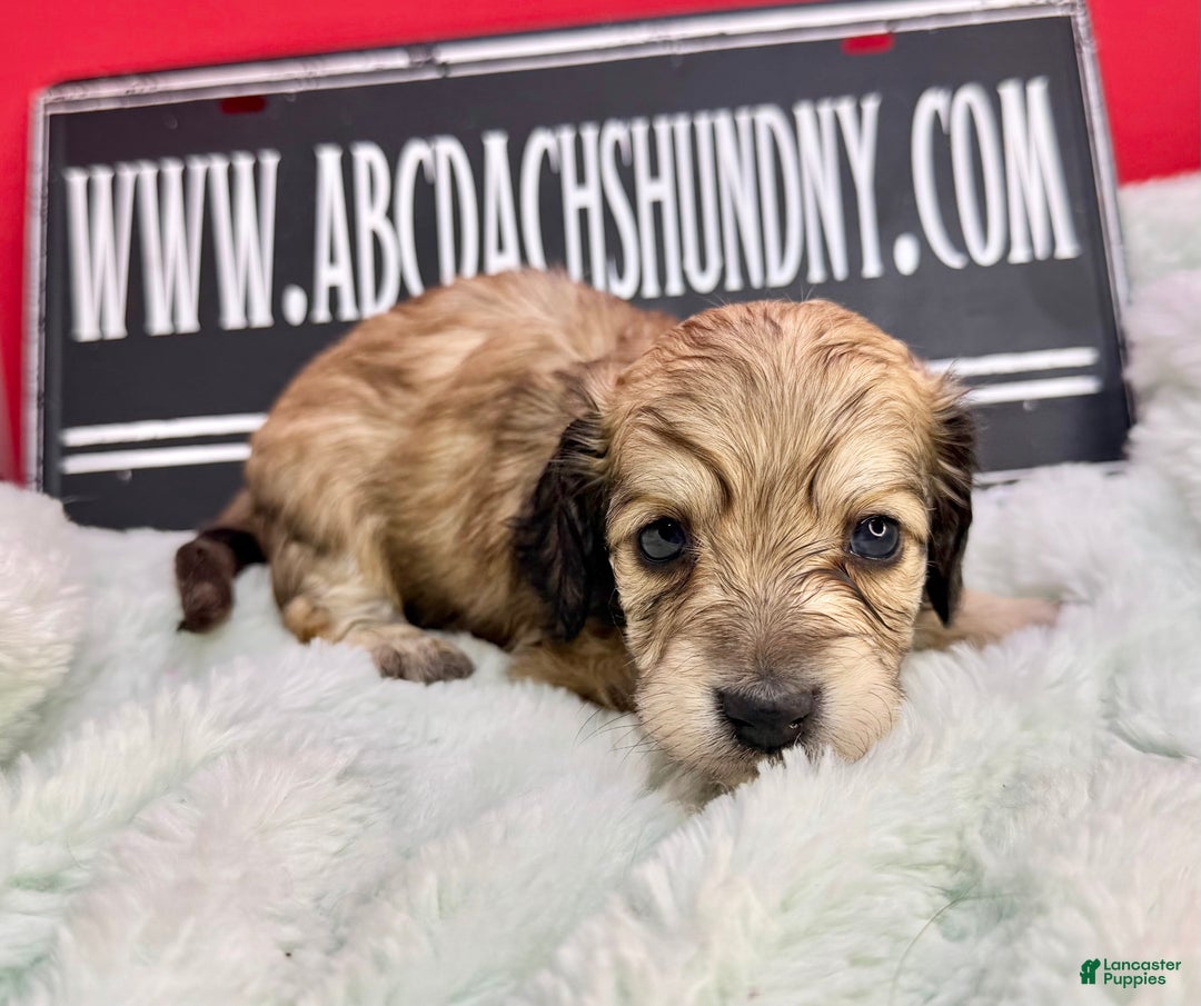 Miniature Dachshund dogs for sale: Eng cream - Ad 7