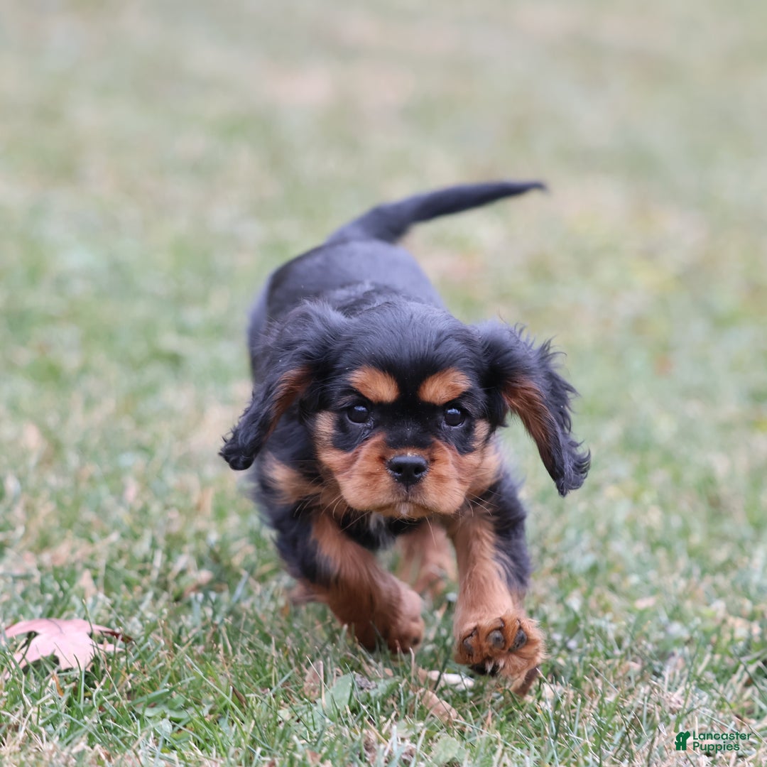 Cavalier King Charles Spaniel dogs for sale: Smartie  - Ad 2