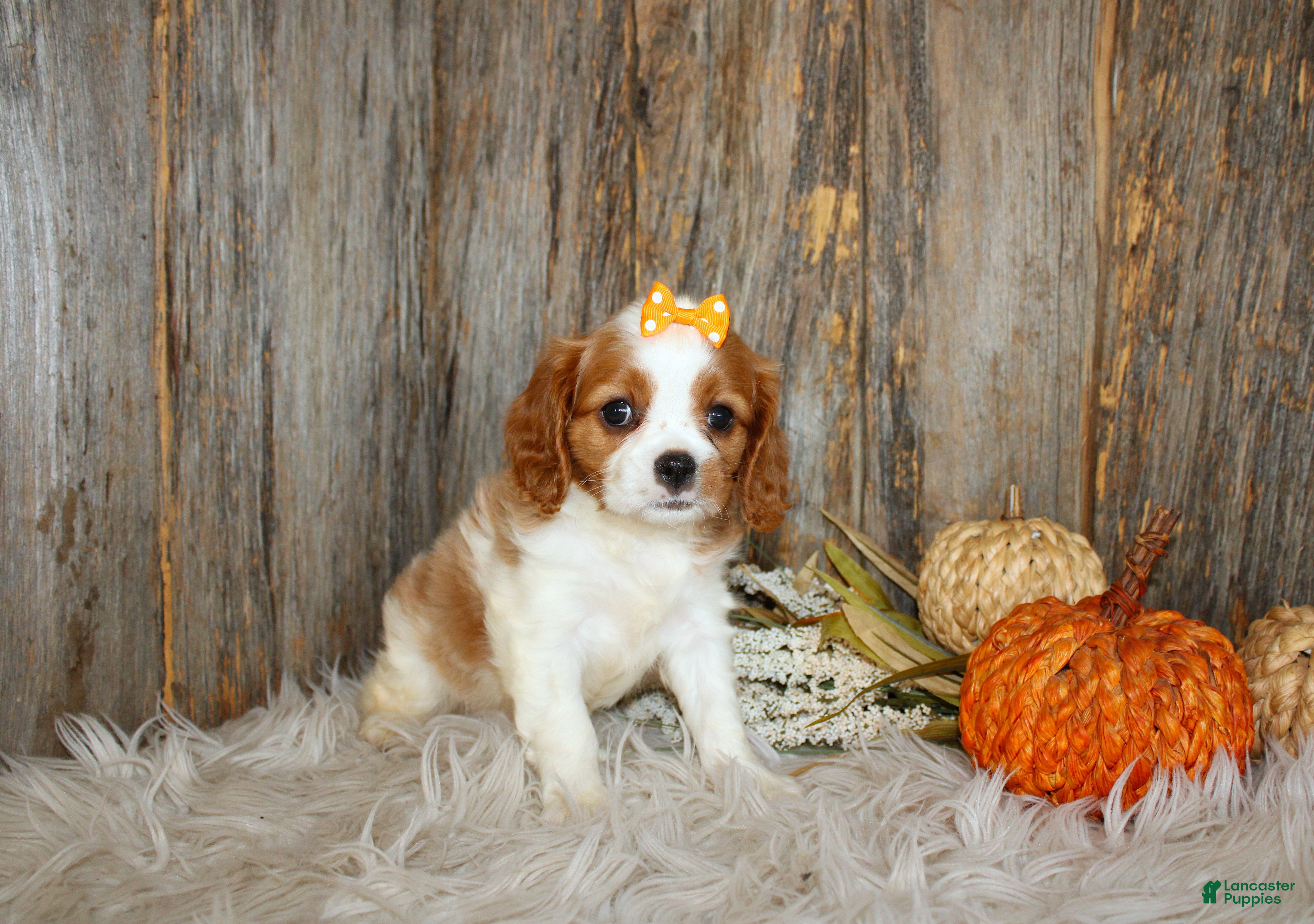 Cavalier King Charles Spaniel dogs for sale: Regina - Ad 2