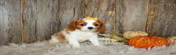 Cavalier King Charles Spaniel dogs for sale: Regina - Ad 2