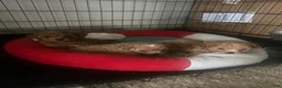 Mixed Breed dogs for sale: Mixed Breed Puppy 1 - Ad 3