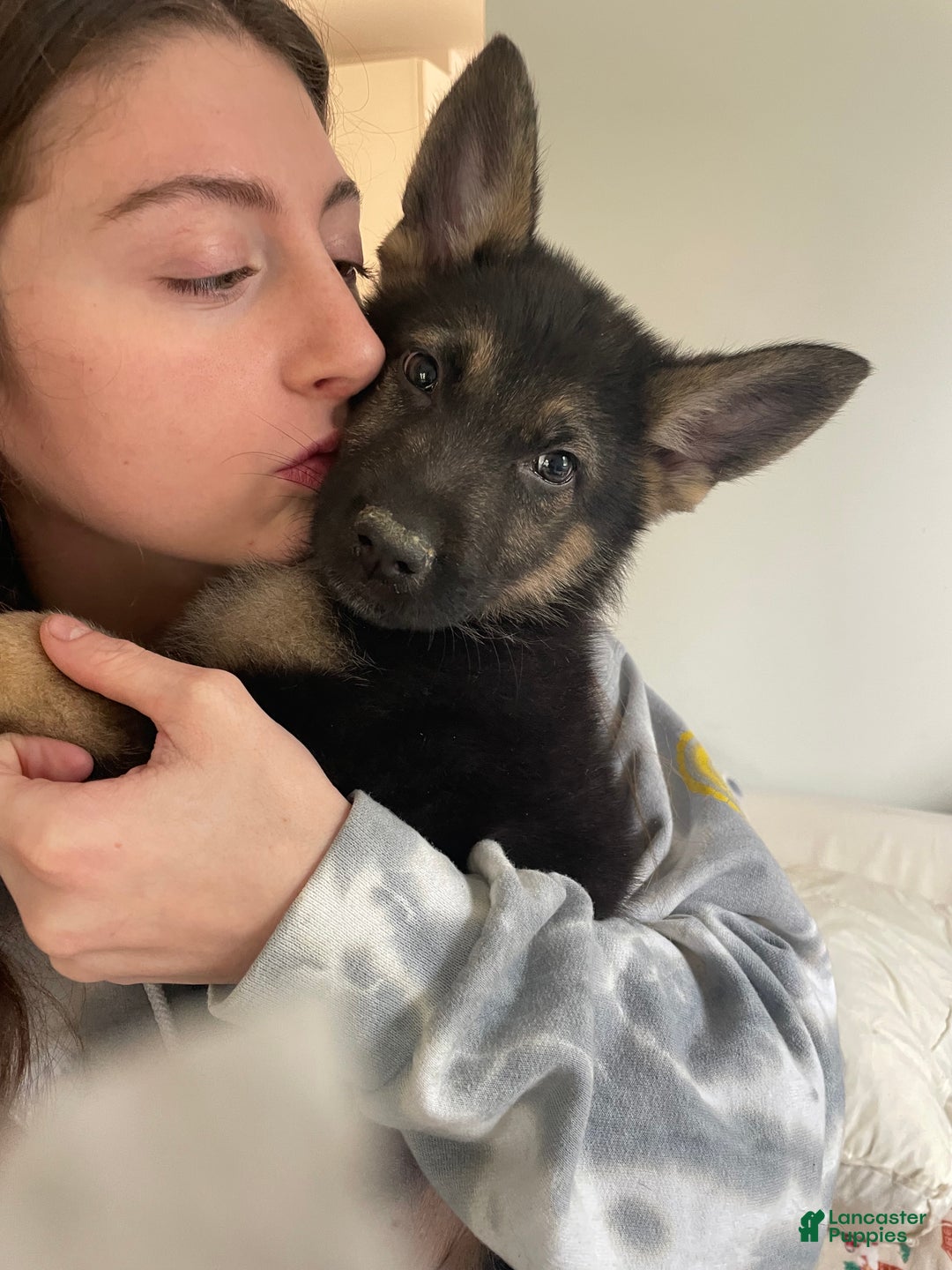 German Shepherd dogs for sale: Bubbles/blue collar - Ad 1