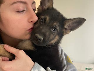 German Shepherd dogs Bubbles/blue collar - Ad 30