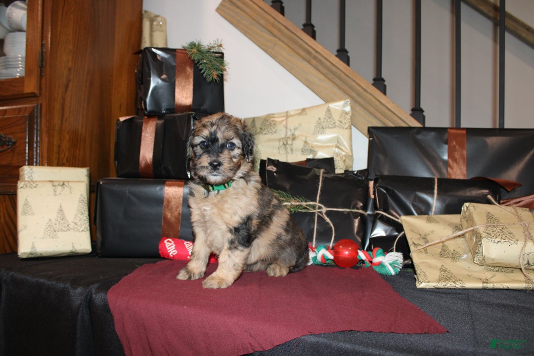 Whoodle dogs for sale: Lydia - Ad 2