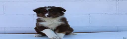 Australian Shepherd dogs for sale: Suzy - Ad 1
