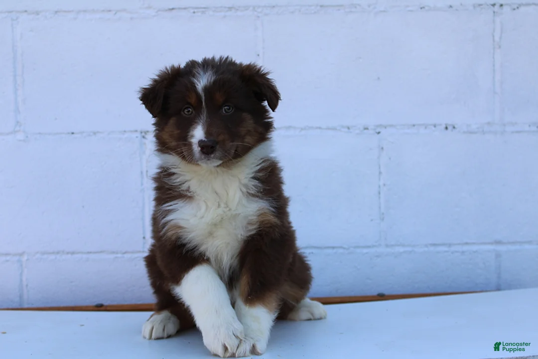 Australian Shepherd dogs for sale: Suzy - Ad 1