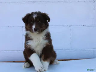 Australian Shepherd dogs for sale: Suzy - Ad 2