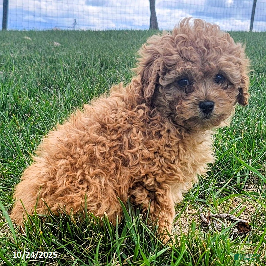 Cavapoo dogs for sale: Jake - Ad 11
