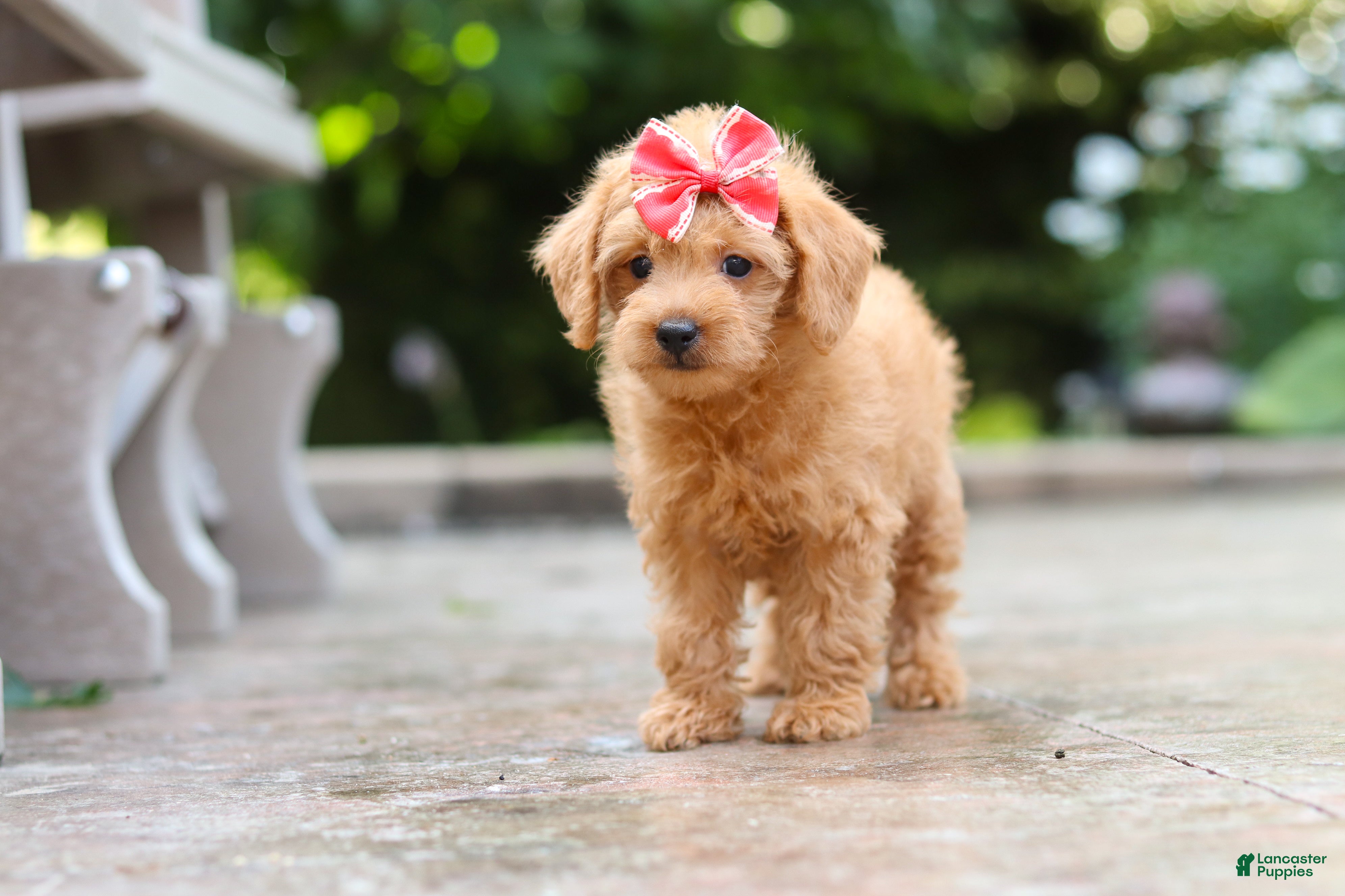 Schnoodle dogs Maple - Ad 2