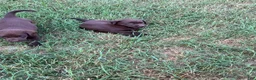 Labrador Retriever dogs for sale: Labrador Retriever 2 - Ad 3