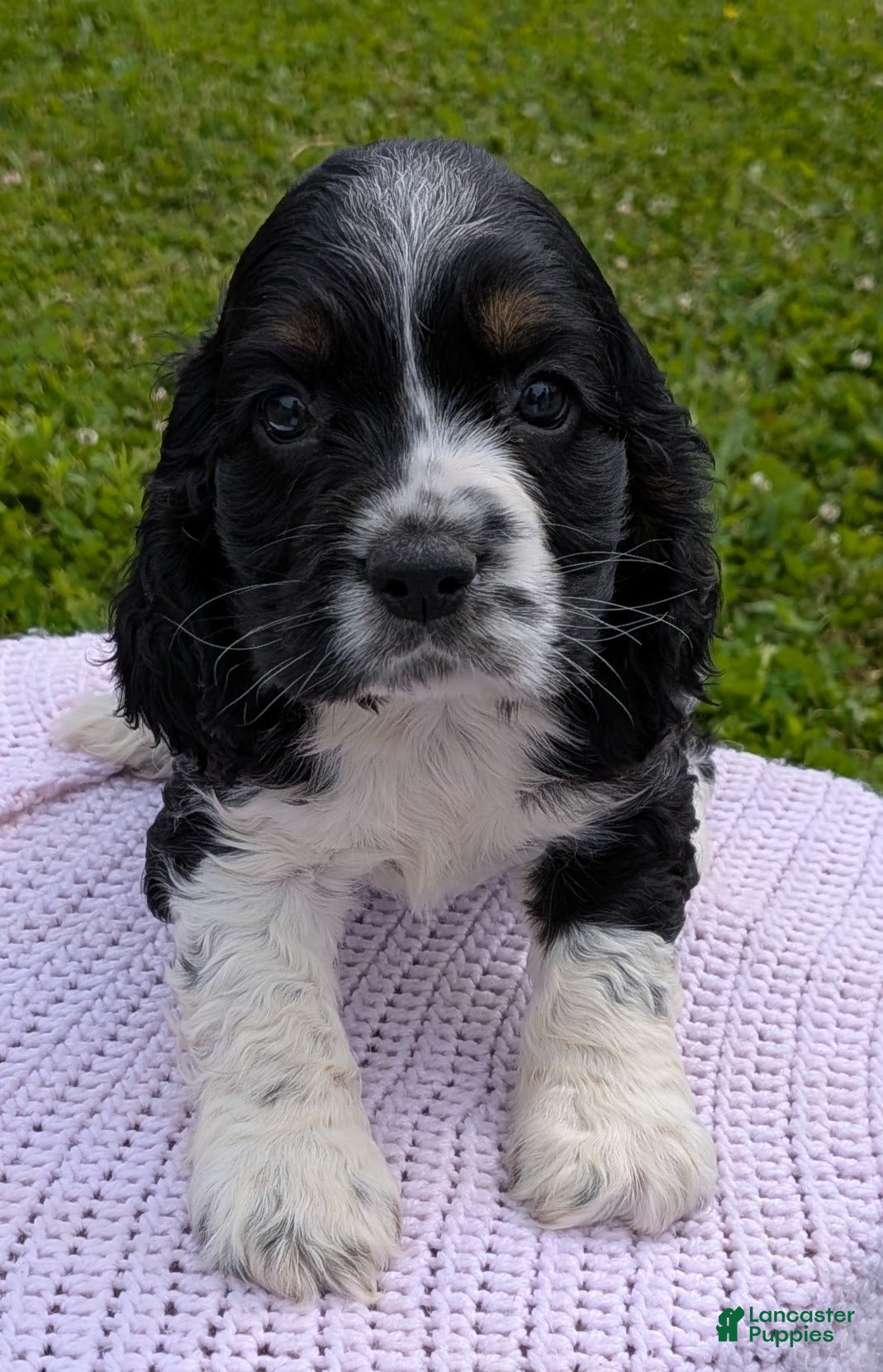 Cocker Spaniel dogs Yarrow - Ad 1