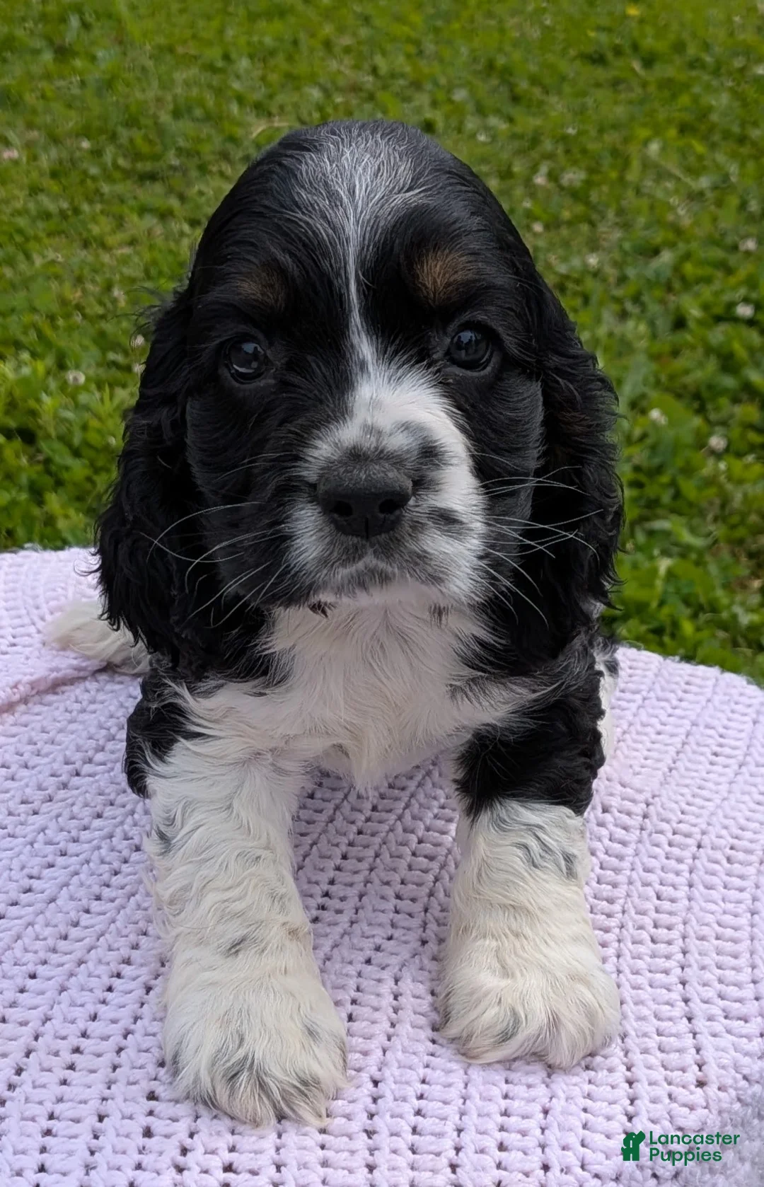 Cocker Spaniel dogs for sale: Yarrow - Ad 1