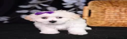 Teddy Bear dogs for sale: Catherine - Ad 4
