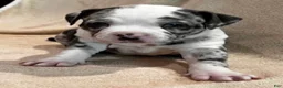American Pit Bull Terrier dogs for sale: American Merle Pit Bull Terrier Puppy - Ad 3
