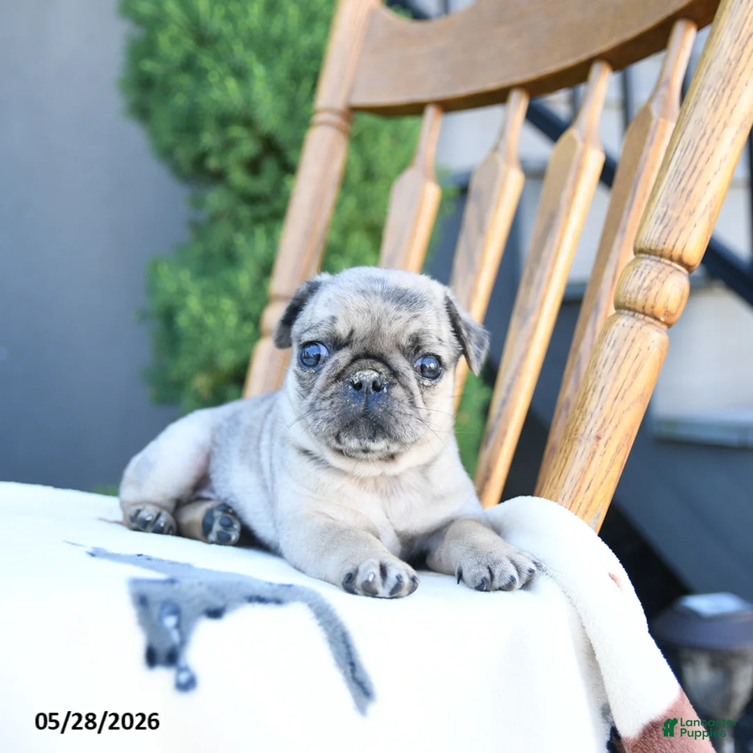 Pug dogs for sale: Lucy - Ad 1