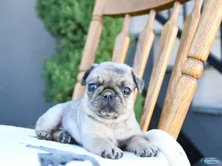 Pug dogs for sale: Lucy - Ad 3