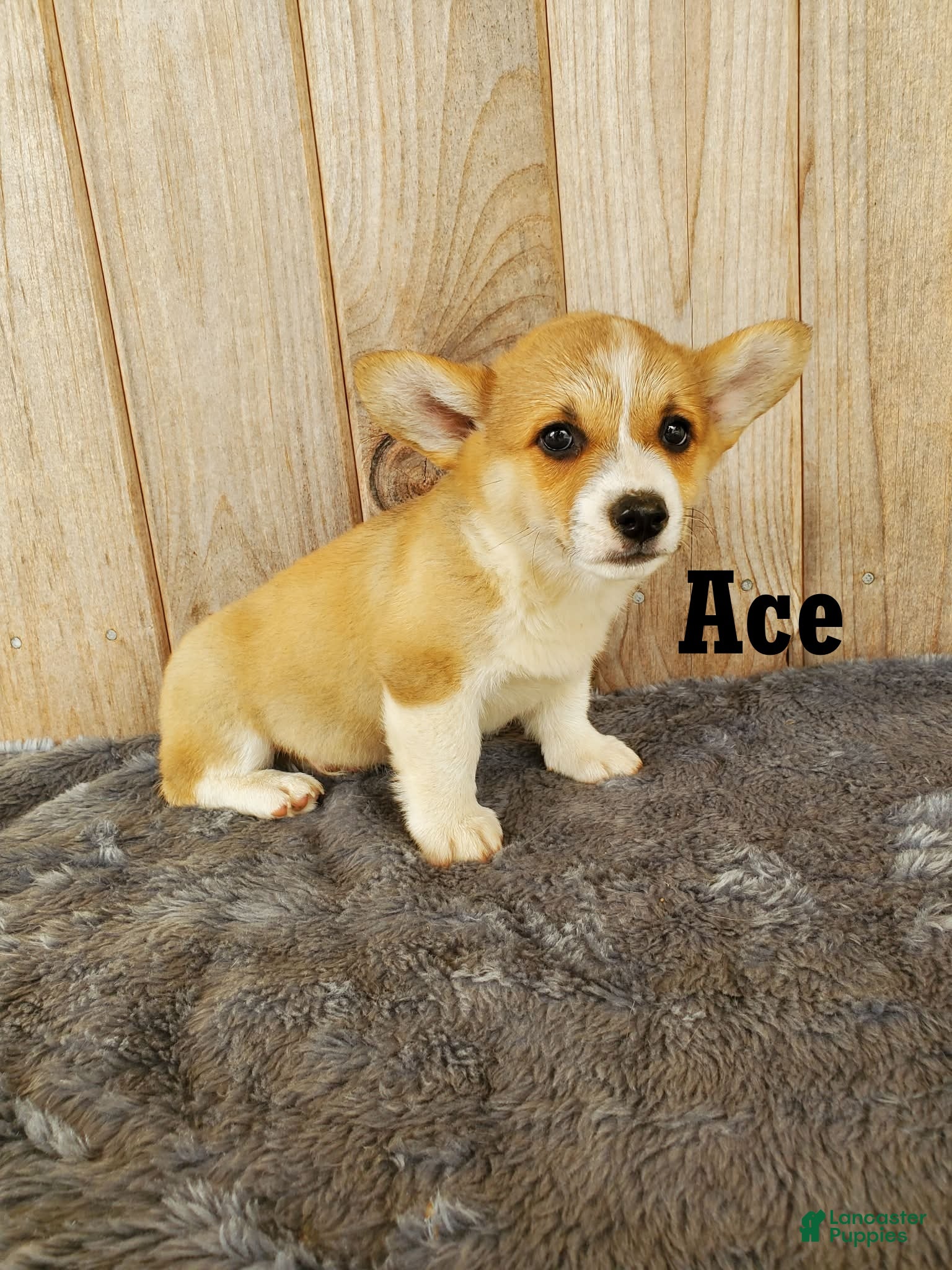 Welsh Corgi Pembroke dogs for sale: Ace - Ad 1