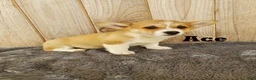 Welsh Corgi Pembroke dogs for sale: Ace - Ad 1