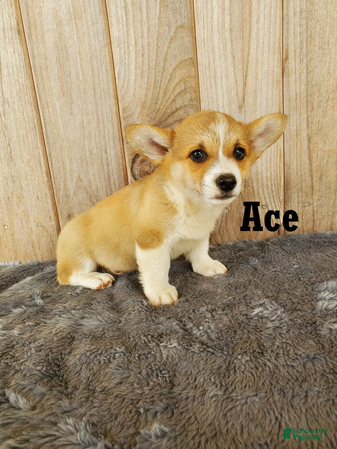 Welsh Corgi Pembroke dogs for sale: Ace - Ad 1