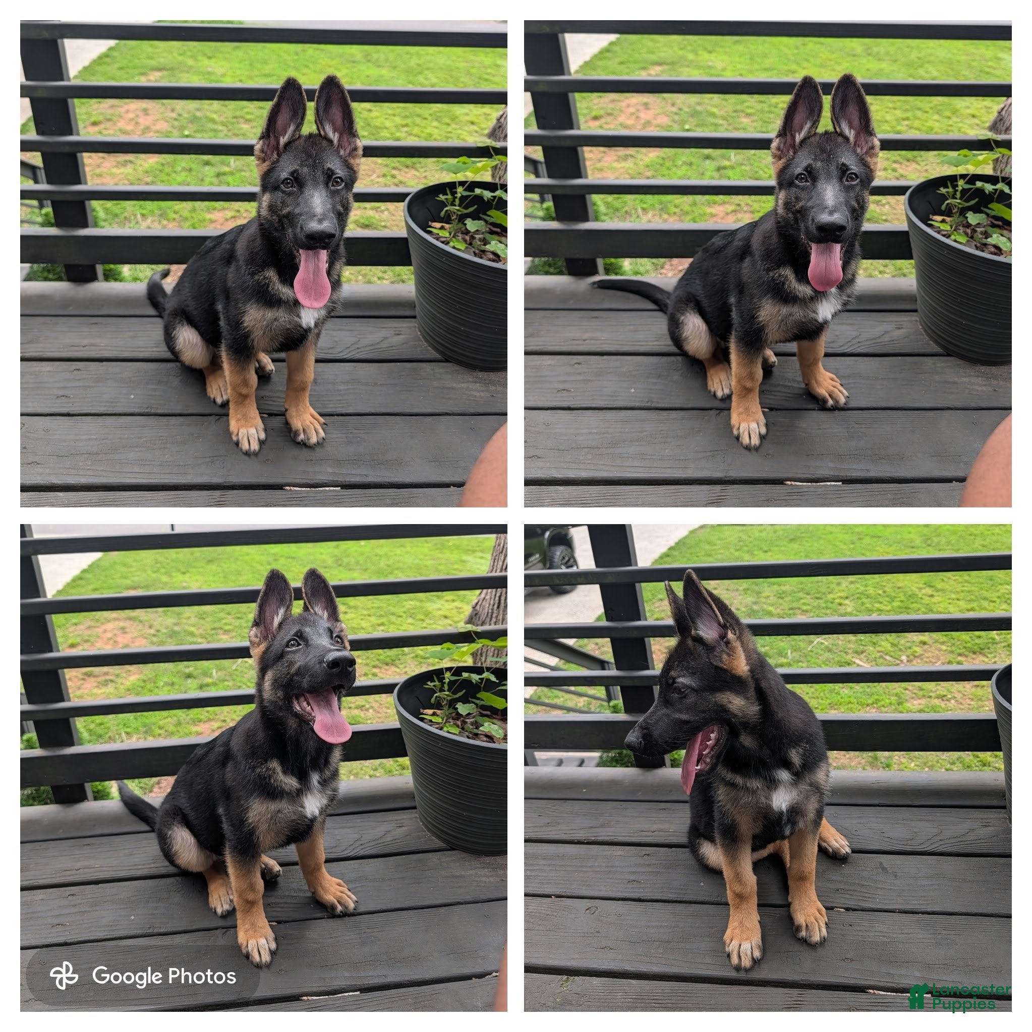 German Shepherd dogs Cyrus - Ad 9