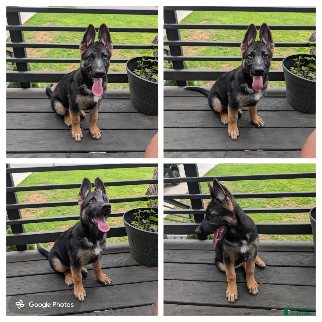 German Shepherd dogs for sale: Cyrus - Ad 1