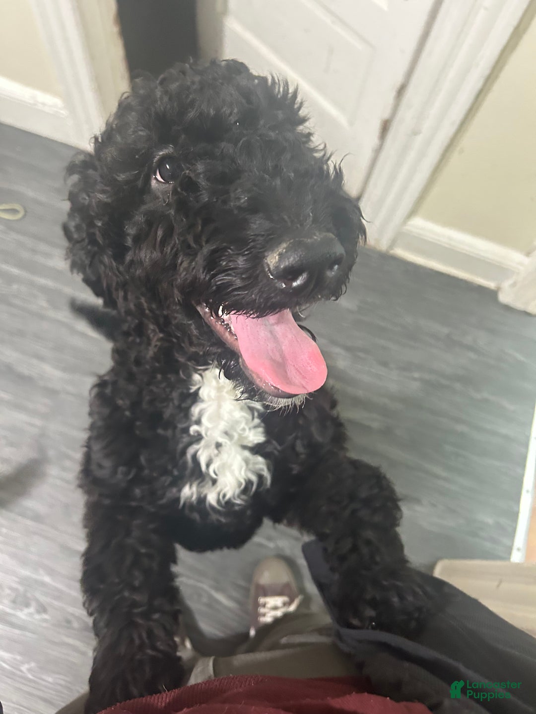 Goldendoodle dogs for sale: Thor - Ad 3