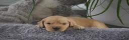 Golden Retriever dogs for sale: Brad - Ad 1
