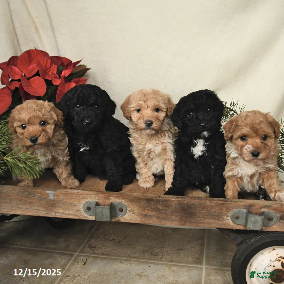 Sheltiedoodle dogs for sale: Raine - Ad 5