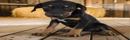 Catahoula Leopard Dog dogs for sale: Gypsie 2026 Female 4 - Ad 9