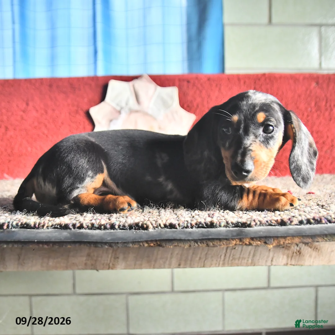 Miniature Dachshund dogs for sale: Teddy - Ad 2