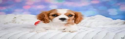 Cavalier King Charles Spaniel dogs for sale: Sasha - Ad 6