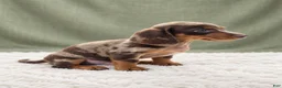 Miniature Dachshund dogs for sale: Miniature Dachshund 2 - Ad 2