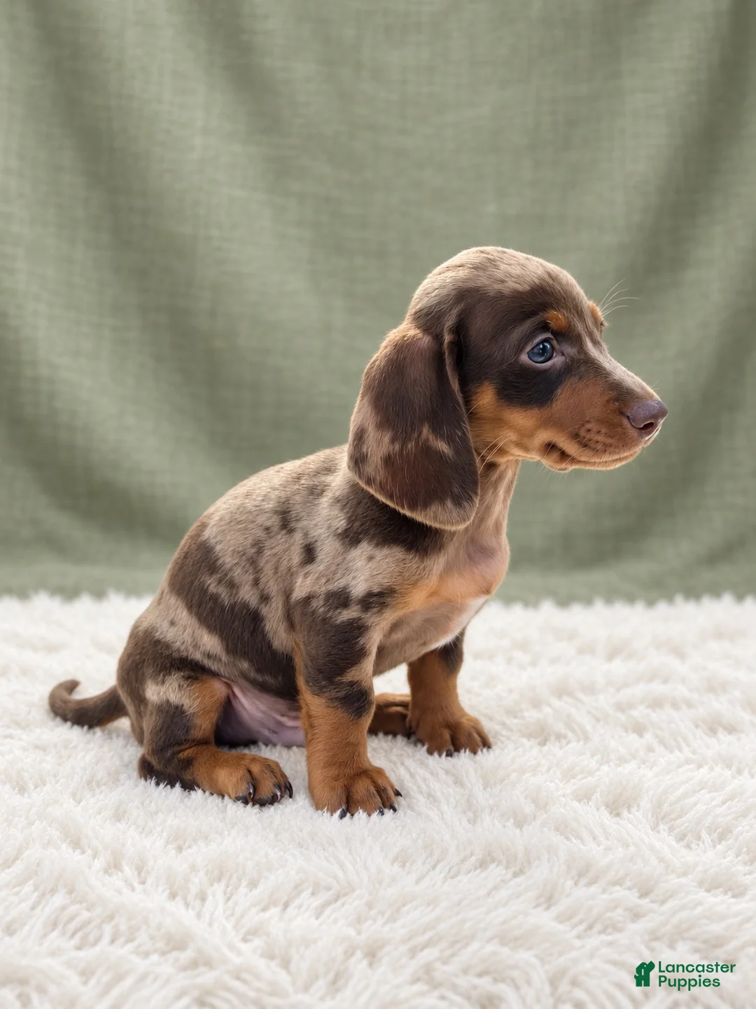 Miniature Dachshund dogs for sale: Miniature Dachshund 2 - Ad 2
