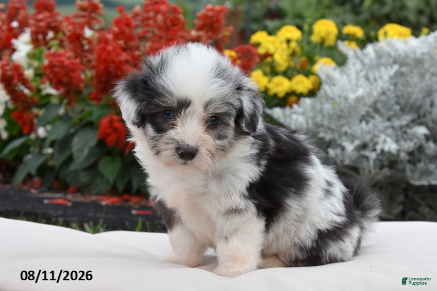 Corgipoo dogs Sox - Ad 2