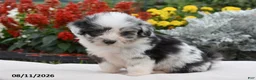 Corgipoo dogs for sale: Sox - Ad 2
