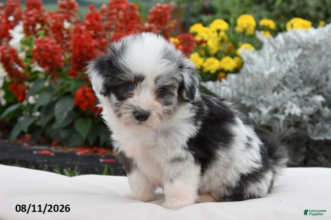 Corgipoo dogs for sale: Sox - Ad 2