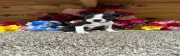 Boston Terrier dogs for sale: Boston Terrier 2 - Ad 4