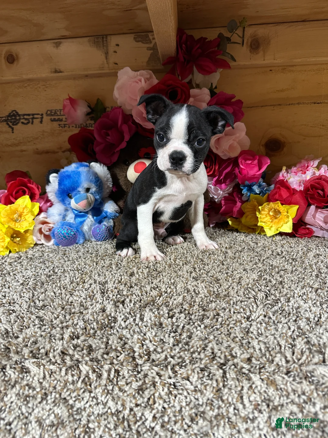 Boston Terrier dogs for sale: Boston Terrier 2 - Ad 4