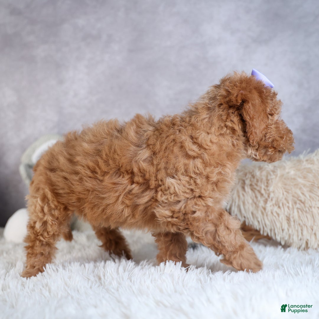 Shihpoo dogs for sale: Evie - Ad 10