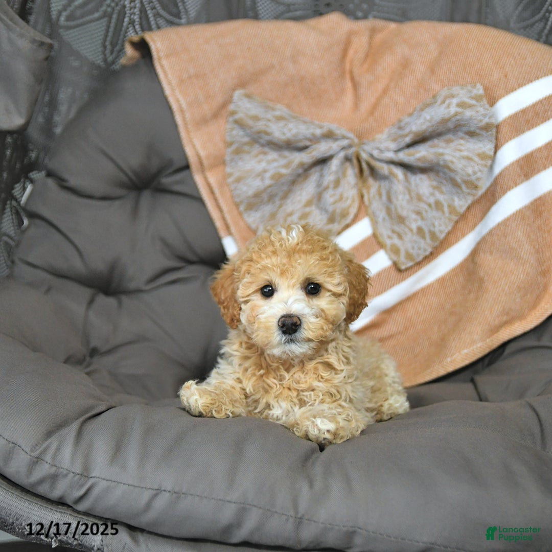 Miniature Poodle dogs for sale: Abby EXTRA SMALL - Ad 4