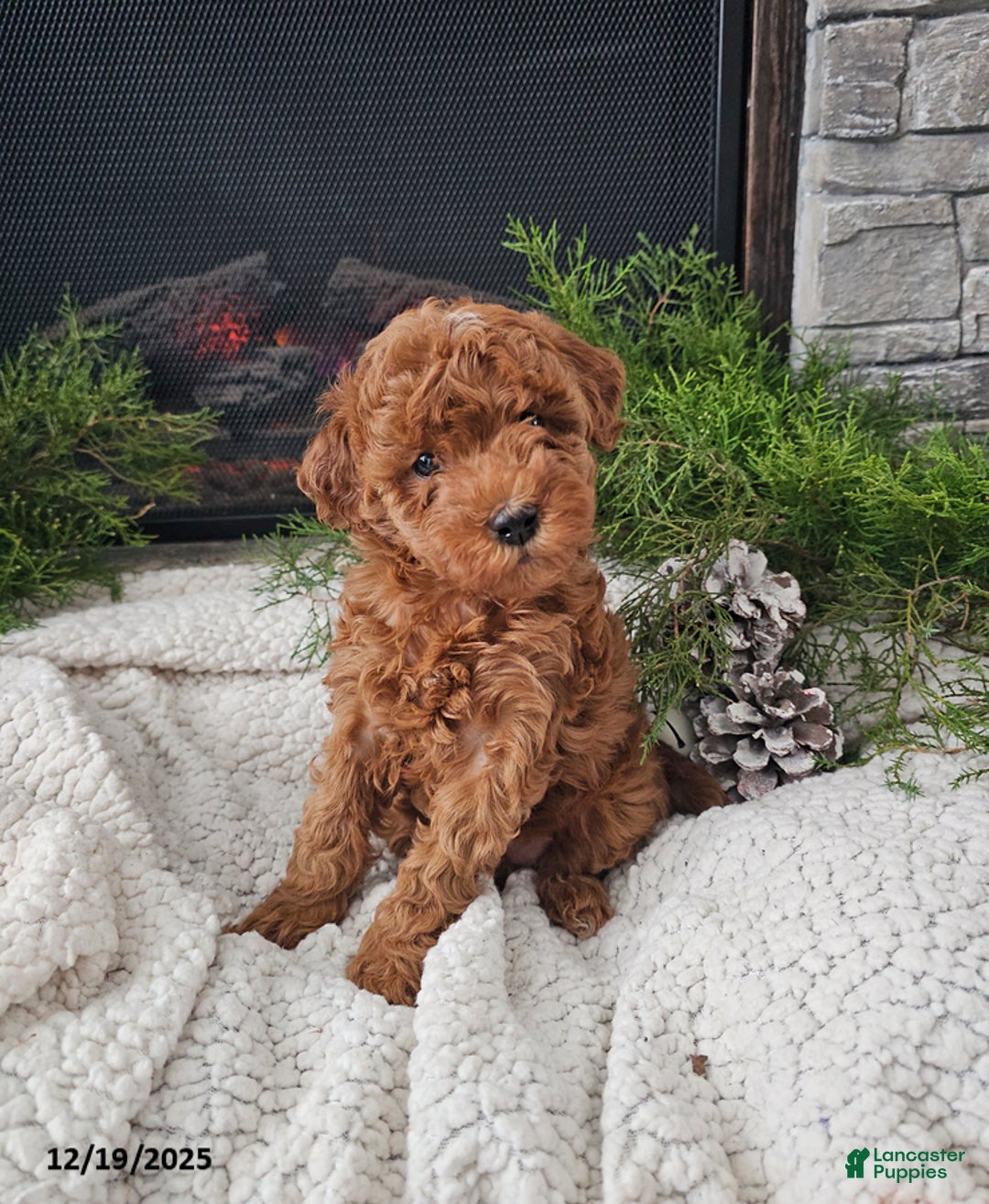 Mini Goldendoodle dogs for sale: Bella - Ad 4