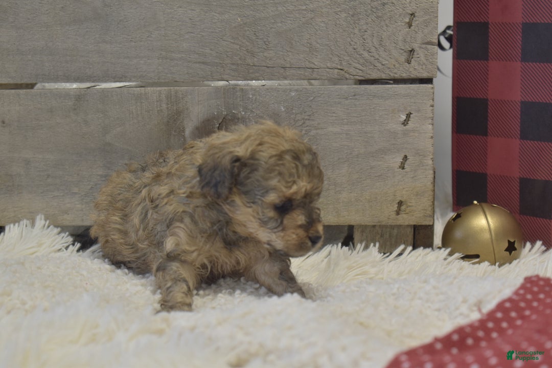 Toy Poodle dogs for sale: Kacie - Ad 8
