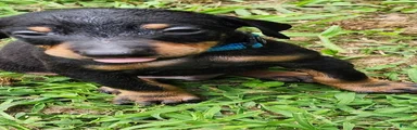 Doberman Pinscher Male 3