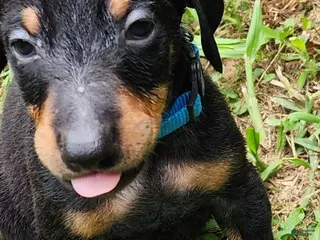 Doberman Pinscher dogs Doberman Pinscher Male 3 - Ad 12
