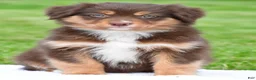 Australian Shepherd dogs for sale: Alice - Ad 1
