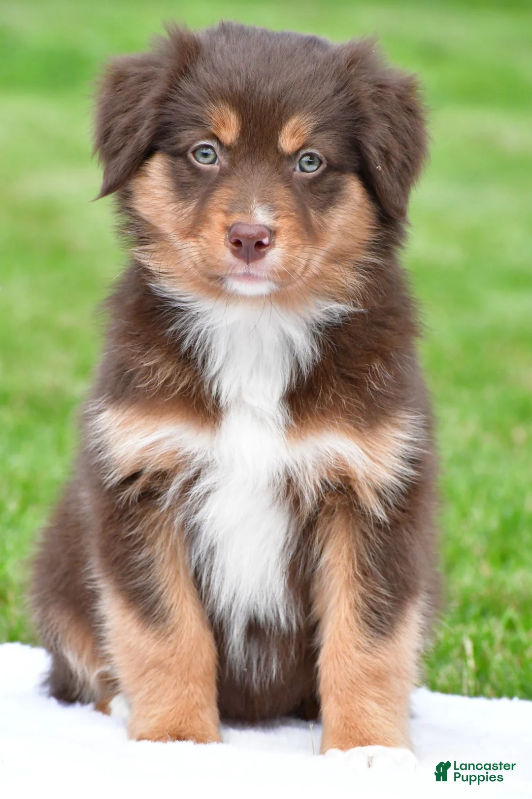 Australian Shepherd dogs for sale: Alice - Ad 1